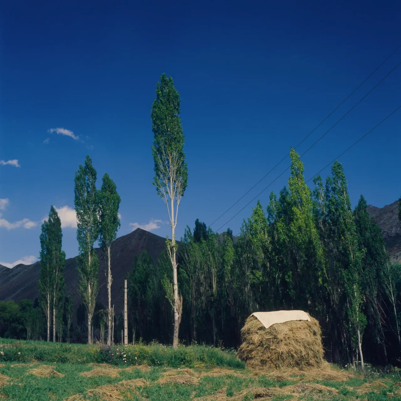 اشکان دانشمند