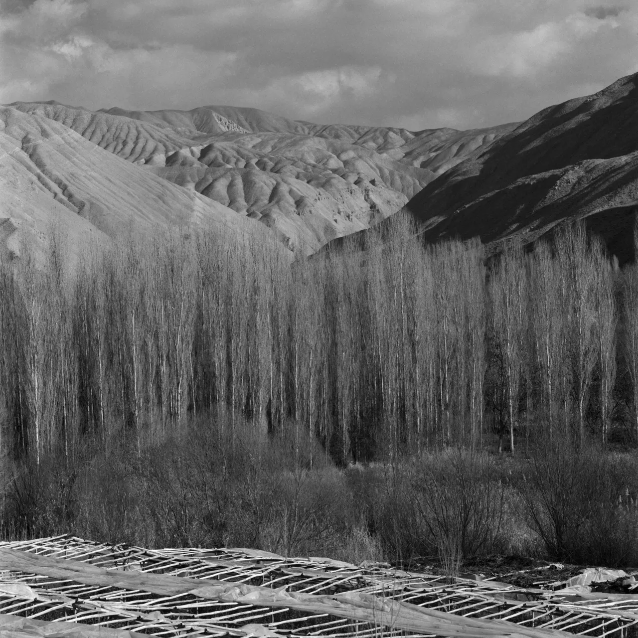 اشکان دانشمند